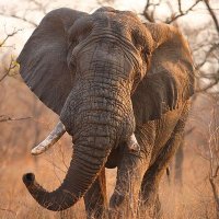 Ivory Belongs to Elephants (@toelephants) 's Twitter Profile