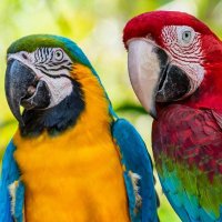 Macaw Class Y5(@Macawclass51) 's Twitter Profile Photo