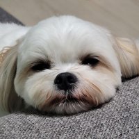 マルチン『ふく』の日記 (@d45s5) 's Twitter Profile