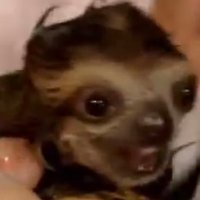 CHUM (@bbsloths) 's Twitter Profile
