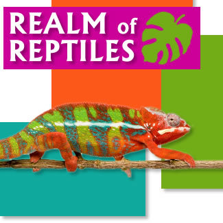 The UK's newest reptile centres built on a strong culture of reptile care and welfare.