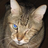 taogon (@taogon_gon) 's Twitter Profile