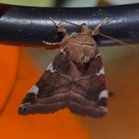 Cambridgeshire Moths vc29 (@cambsmoths) 's Twitter Profile