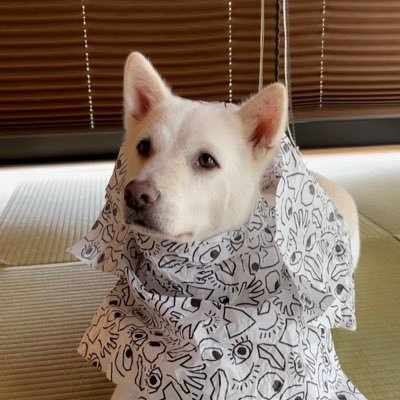 emisun23's profile picture. 雑種犬♂じよん　2013年生まれ  よろしくおねがいします^ ^♡