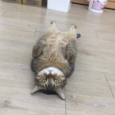 red_been_tw's profile picture. 