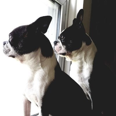 Hey all. Just a new Twitter page for my Boston Terrier boys, Pudge & Bam. Ornery two. One a daddy's boy by his choice. The other a reincarnated Scrappy-Doo!😆