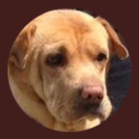 Yellow Dog Antiques RIP Lord Biddy 🌈(@Yellowonetsy) 's Twitter Profile Photo