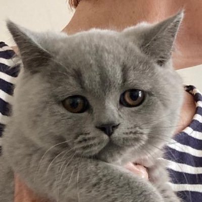 Small kitten (for the moment) in a big world. 🐈‍⬛ A British Blue Shorthair and proud of it. Watch me as I grow! My humans think they run the house. Ha!