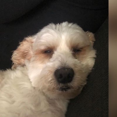 Getrouwd.Psychiatrisch verpleegkundige. PF van mijn hond om huwelijksaanzoeken, dickpics en erfenissen te ontwijken.