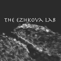 Ezhkova Lab(@EzhkovaLab) 's Twitter Profileg