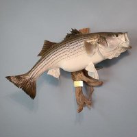 Clyde VanWey (@clyde_vanwey) 's Twitter Profile Photo