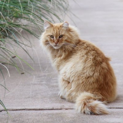 ACU Feral Cat Initiative is dedicated to protecting & improving the lives of our feral cat community.