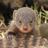 MoneyMongoose's profile image