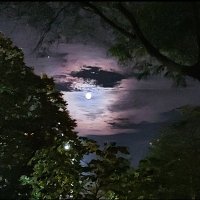 Moonlight Mayhem(@MayhemMoonlight) 's Twitter Profile Photo