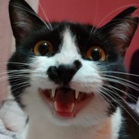 Coco (@obezcoco) Twitter profile photo