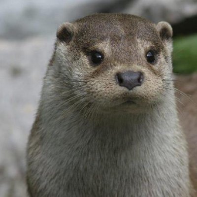 OtterHacker Profile Picture