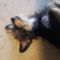 Little Max (@littletinymax) 's Twitter Profile