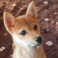 いけちゃん🏇🏟️🍺🐕️🏍️🌈 (@mike_a003) 's Twitter Profile