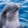 fudgiecomeau's profile picture. I’m Fudgie the whales cousin,I’m a dolphin and part of the maller malicia