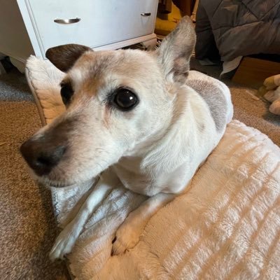 isasaurusrex's profile picture. people hands. people food. people beds. people blankets. These were my passion. My breath was bad but my bark true. I was a very good dog.