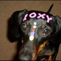 Melanie Moore (@roxy_diesel) 's Twitter Profile