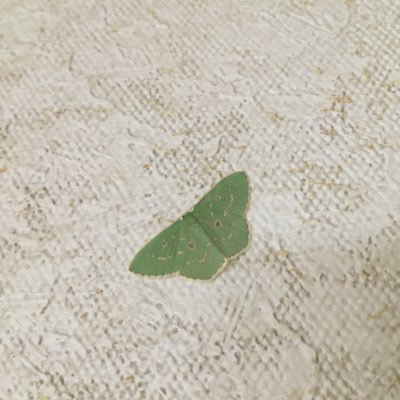 adattzi57's profile picture. 余生の音楽リスニング(吹奏楽、ジプシー・ジャズ、英・米フォークその他 )や読んでいる本のつぶやき、、などです。