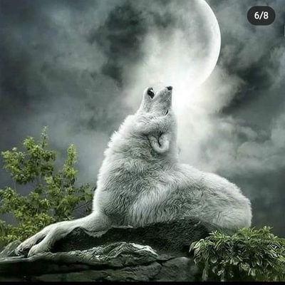اخبار اخبار اخبار آمریکا اخبار جهان تلویزیون حیوانات سیاست عکسهای جالب