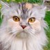 Cats Lover (@catslover100000) Twitter profile photo Cats Lover (@catslover100000) Twitter profile photo