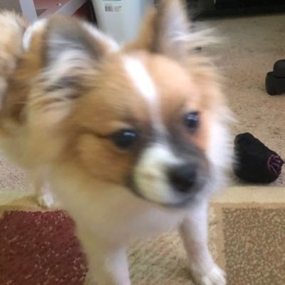ThechiKENboi's profile picture. A stinky rascal w/ a gay papa•Pom boi