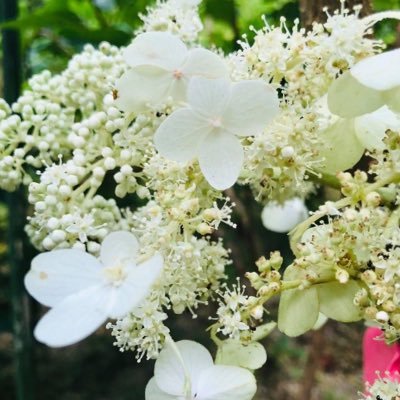伝統工芸に必要な森林資源をはじめとした工芸原材料・道具の生産、修理、研究、技術の伝承、人材育成、普及啓発に積極的に取り組み、それらが持続的に確保されることを目指している団体です!