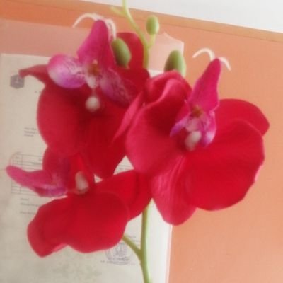 marhara17's profile picture. semua karna Kasih SetiaNya