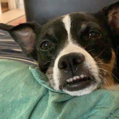 SheruS94's profile picture. 