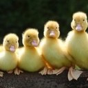 Judy Chao - @judy_chao - Twitter