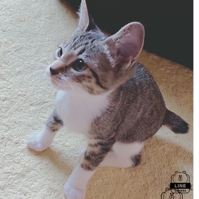 satochannn_JP's profile picture. 趣味垢です。東北在住の社畜。PCゲームしてます。ゲーム、野球、サッカー、猫、お酒。dpi 800 2.0 基本的にフォロバします！