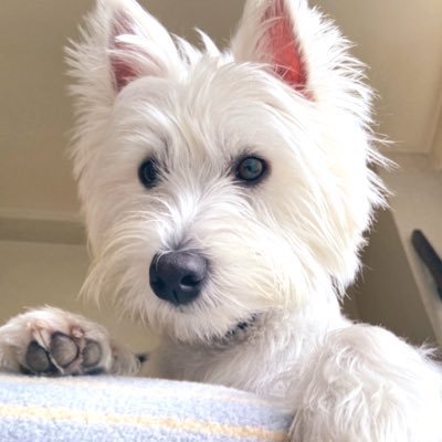 犬大好きな飼い主が自分ちのワンコをひたすらに可愛がるアカウント 2020.5.2🎂白犬ピース♂ LINEスタンプ https://t.co/T6PCxlapSg