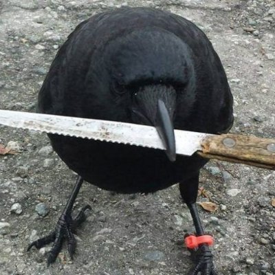 the_killer_crow's profile picture. Killing them softly. Albeit, with a serrated knife.