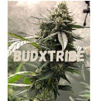 BUDxTRIBE (@budxtribe) 's Twitter Profile