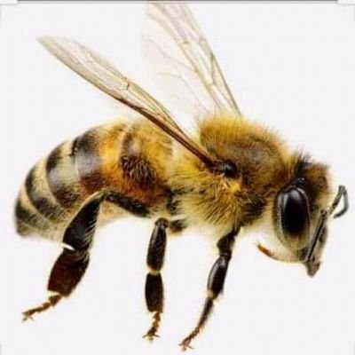 TuweiKiprono's profile picture. servant of the most high God of Abraham , Isaac and Jacob .
slave of Christ Jesus .