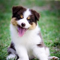 Electric Puppy (@electric_puppy) 's Twitter Profile