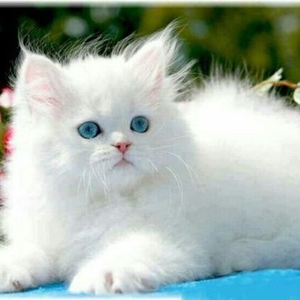 zut_1's profile picture. humour bienvenu, followers bienveillants aussi.
PS: des fois chuis drôle 😉