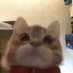 PepeMonkey (@pepemonkeylolol) Twitter profile photo PepeMonkey (@pepemonkeylolol) Twitter profile photo