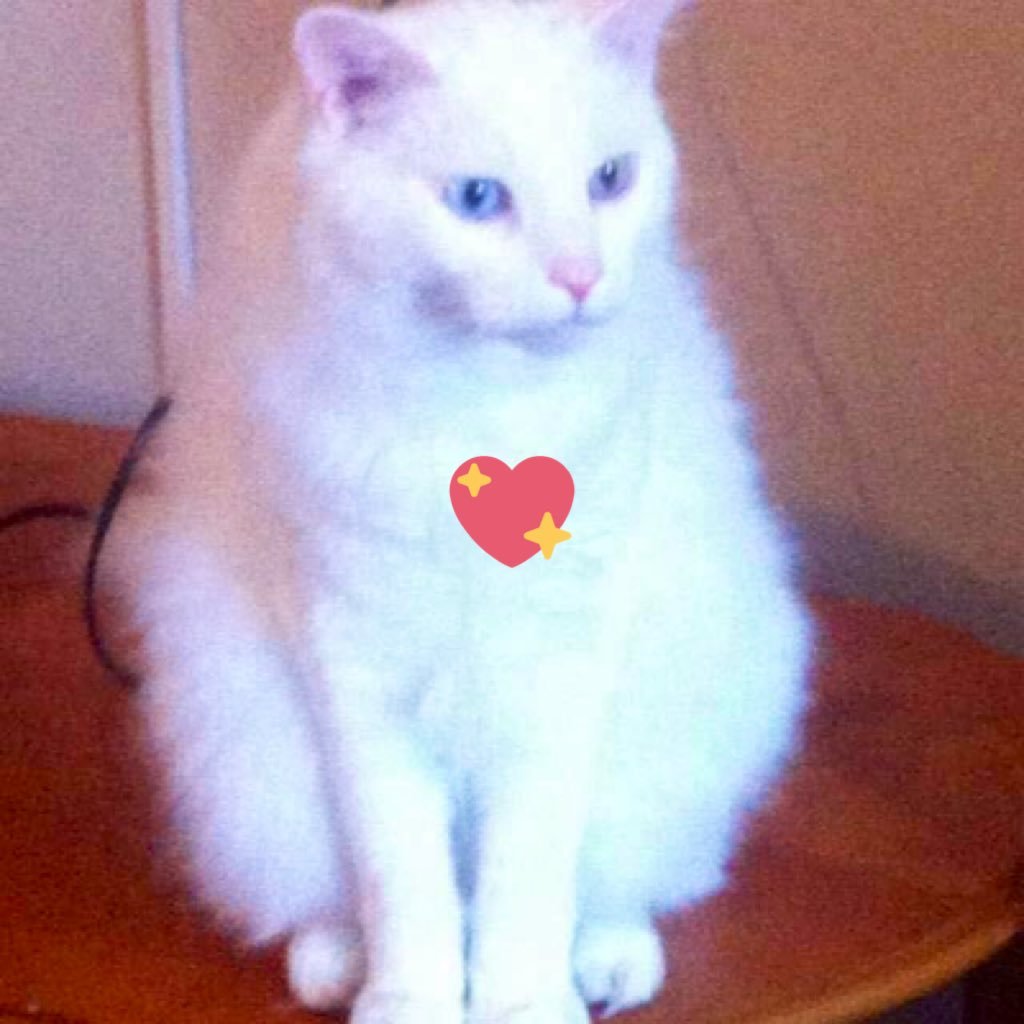 this white cat in my profile has a bad heart murmur, he means so much to me