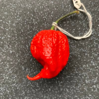 I’ve been growing peppers since 2011, and specifying on the “Carolina Reaper” since 2016. Pods are available to purchase if you live in Birmingham.