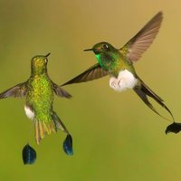 Hummingbird Class(@HummingbirdCla3) 's Twitter Profile Photo
