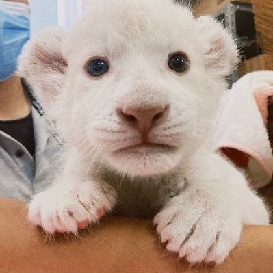 neko_dog_tsrts's profile picture. なかゆびたててるかわいいおんなのこbot