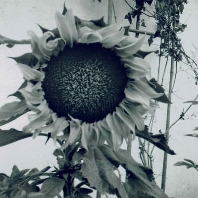 starryblyed's profile picture. starry eyed + starry blythe = starry blyed
i am a wordsmith... 
(aka i am starry eyed)
she/her