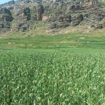 abdla77883's profile picture. رافق اصيل في زمانك يصافيك

لاشاف زلاتك عن الناس غطاك

ترى الصديق اللى يحبك ويغليك

تلقاه عونك على الشده ويمناك