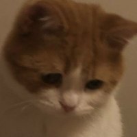 🟡Mira (@miradedik) 's Twitter Profile