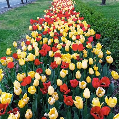 Identitat_Cat's profile picture. A Catalunya, en català