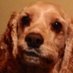 ebru erişöz 🐾🐕 🐾 (@ebruerizartam) Twitter profile photo ebru erişöz 🐾🐕 🐾 (@ebruerizartam) Twitter profile photo
